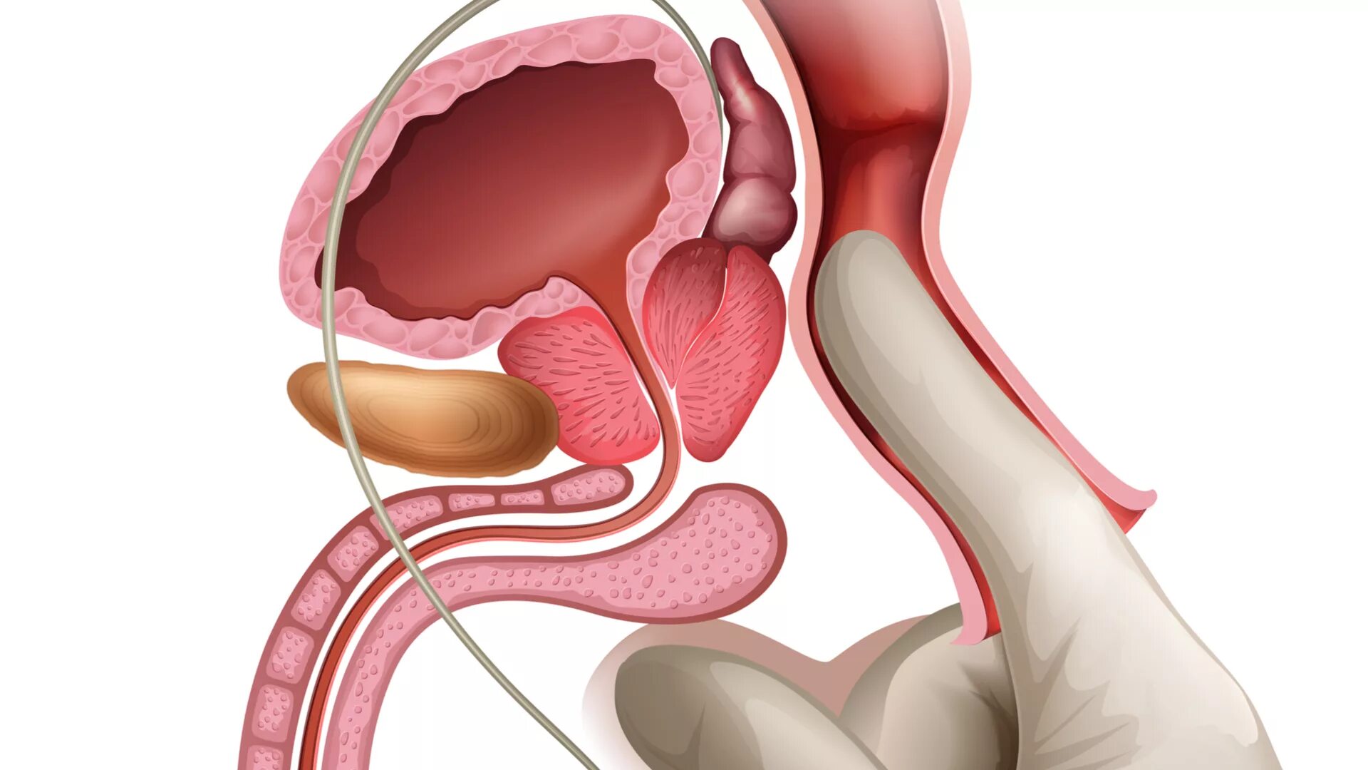 Канал мочи у мужчин. Предстательной массаж предстательной железы. Простатит массаж предстательной железы. Простата и предстательная железа. Массаж предстательной железы мужчинам.