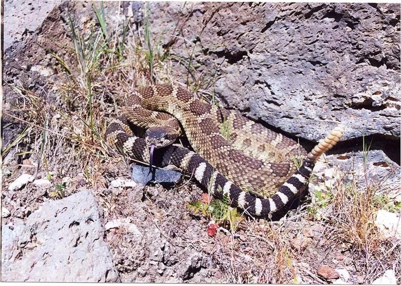 Как стать змеей. Northern Pacific Rattlesnake. Змеи в Лос Анджелесе. Змеи Калифорнии. Змеи Байкала.