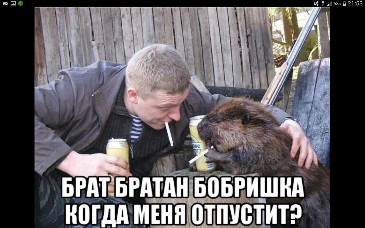 Мем с бобром. Бобер прикол. бобер курит. бобры приколы. мемы с бобром.