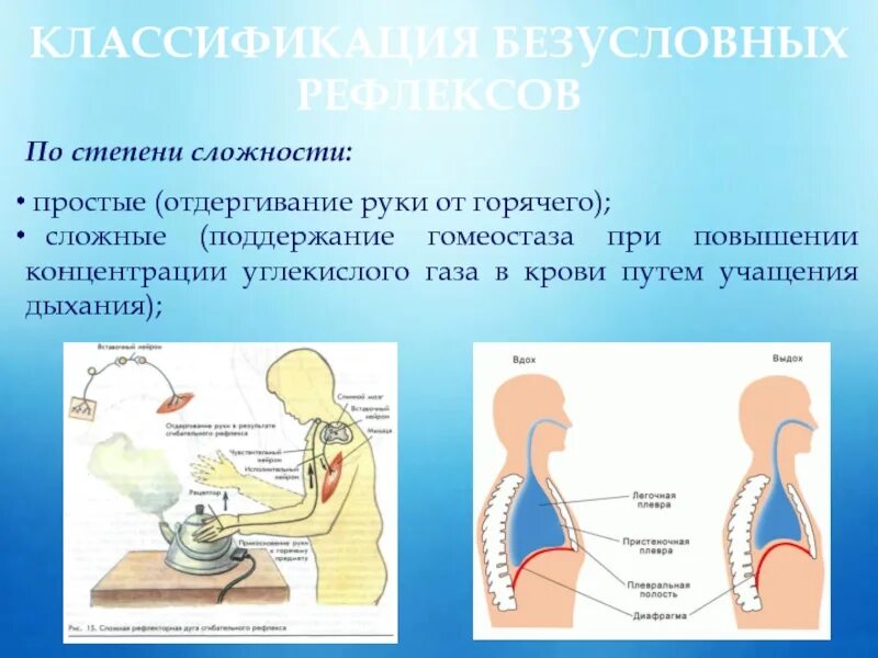 Отдергивание от горячего. При повышении концентрации углекислого газа. Рефлекс учащение дыхания. Отдергивание руки от горячего.