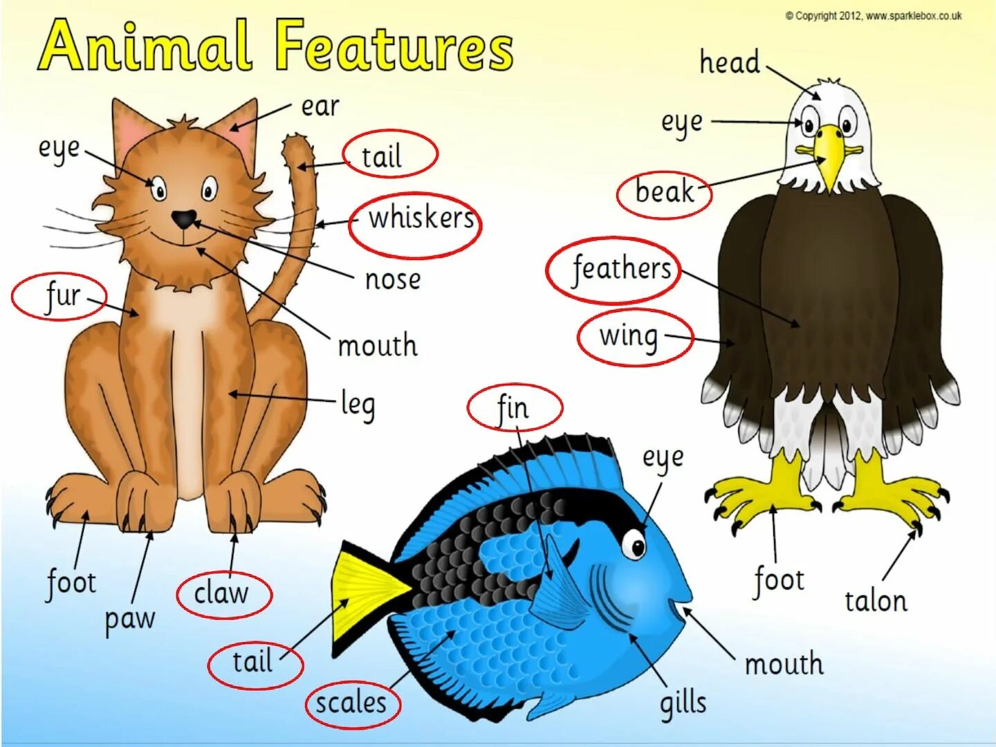 Части тела животного на английском. Parts of animals. Animal body Parts. Части тела животных Worksheets. Wordwall appearance