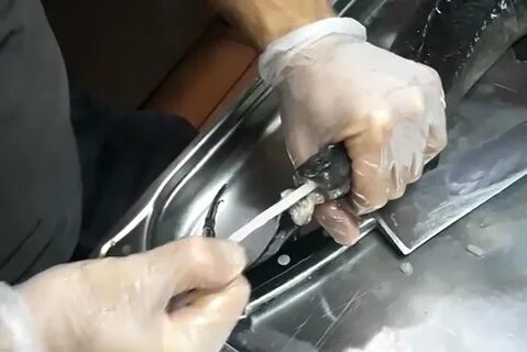 Визига у осетра