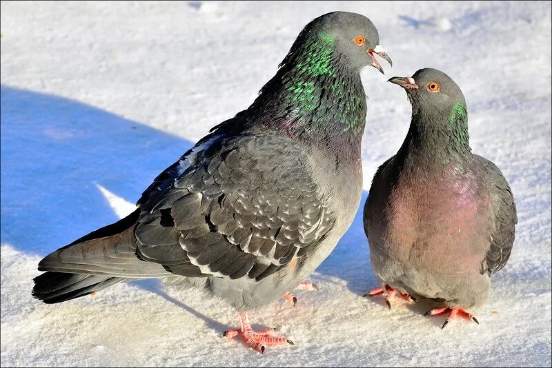Кормушка для птиц на улицу. Птицы в городе. Кормушка для голубей. Птицы на улице зимой. Птицы зимой в городе.