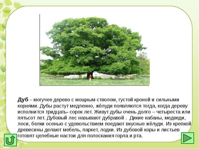 Текст про дуб. Дуб дерево описание. Дуб краткое описание. Описание дуба. Доклад о дереве.