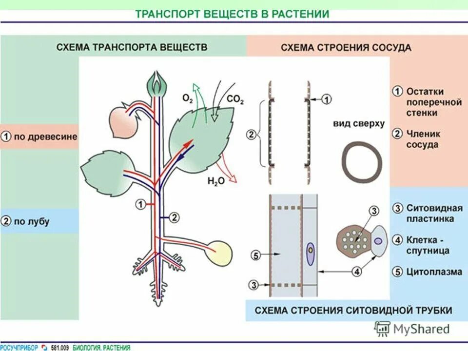 Лабораторная работа по биологии передвижение воды. Передвижение органических веществ в растении схема. Транспорт веществ в растении 6 класс биология схема. Схема передвижение Минеральных веществ в растении. Схема проводящей системы растений.