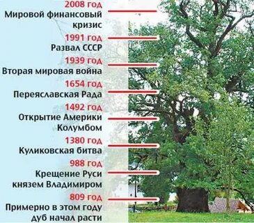 Какое дерево быстро растет в высоту