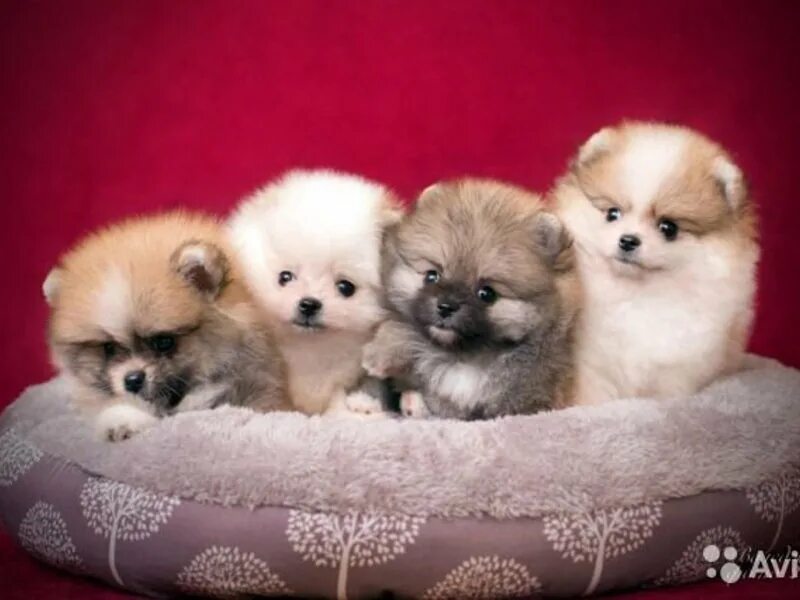 собака омск маленькие