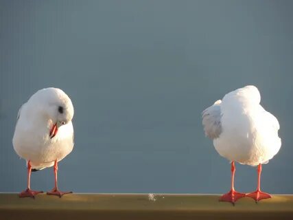 Birds unity
