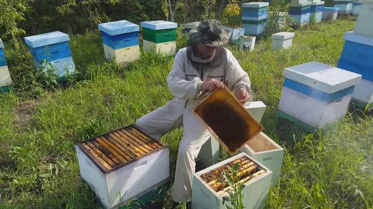 Видео пчеловодство новинки. Пасека Лучкиных Пермский край. Магазин Пензенское Пчеловодство для пасеки в Пензе. Кочевая пасека Матюшкиных.