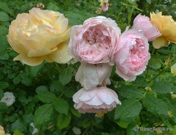 висли 2008. роза уизли 2008. висли 2008. Wisley 2008 (ausbreeze, уисли 2008). Wisley 2008 роза.