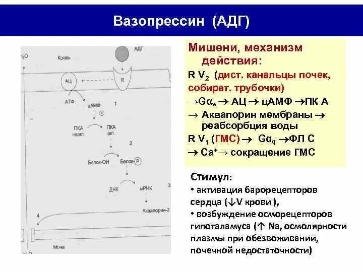 Механизм действия адг схема. Механизм влияния вазопрессина на память. Механизм влияния вазопрессина на память. Вазопрессин механизм действия. Механизм влияния вазопрессина на память.