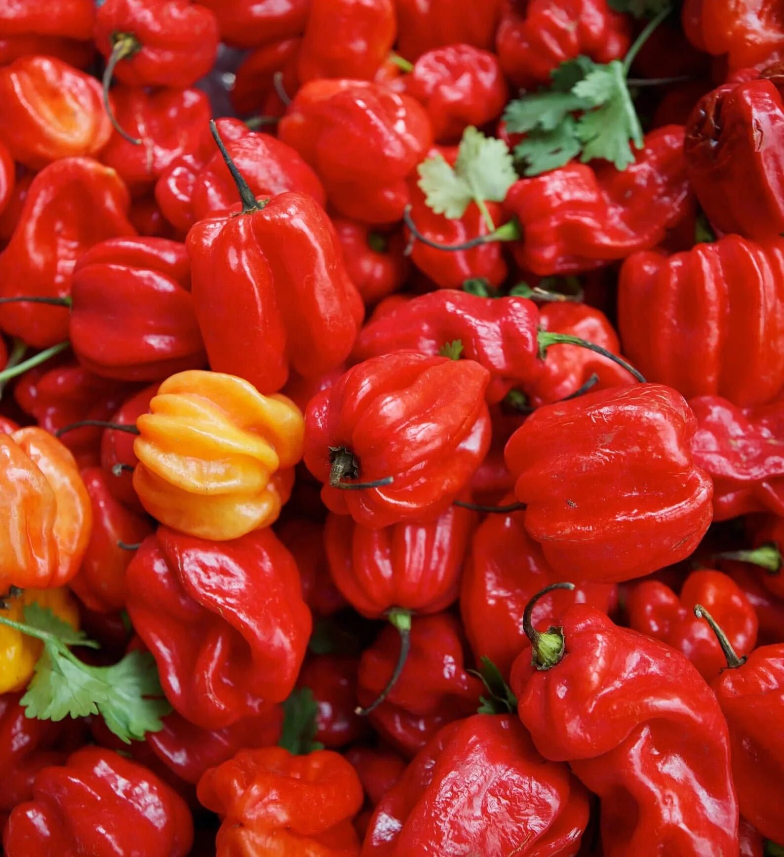 Хот пеппер. Хабанеро ред. Habanero Caribbean Red. Острый перец Habanero Pink.