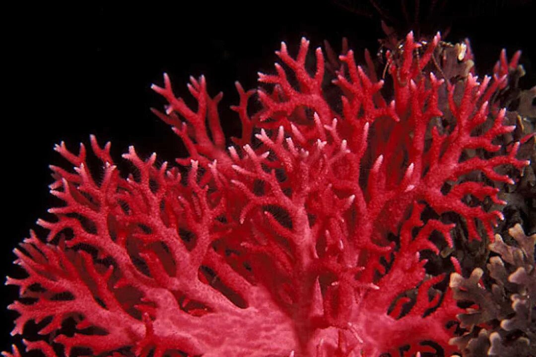 Монако кораллы. Коралл пластиковый sh9009xlw. Коралл australomussa red. Коралл камень в природе. Кораллы бентос.