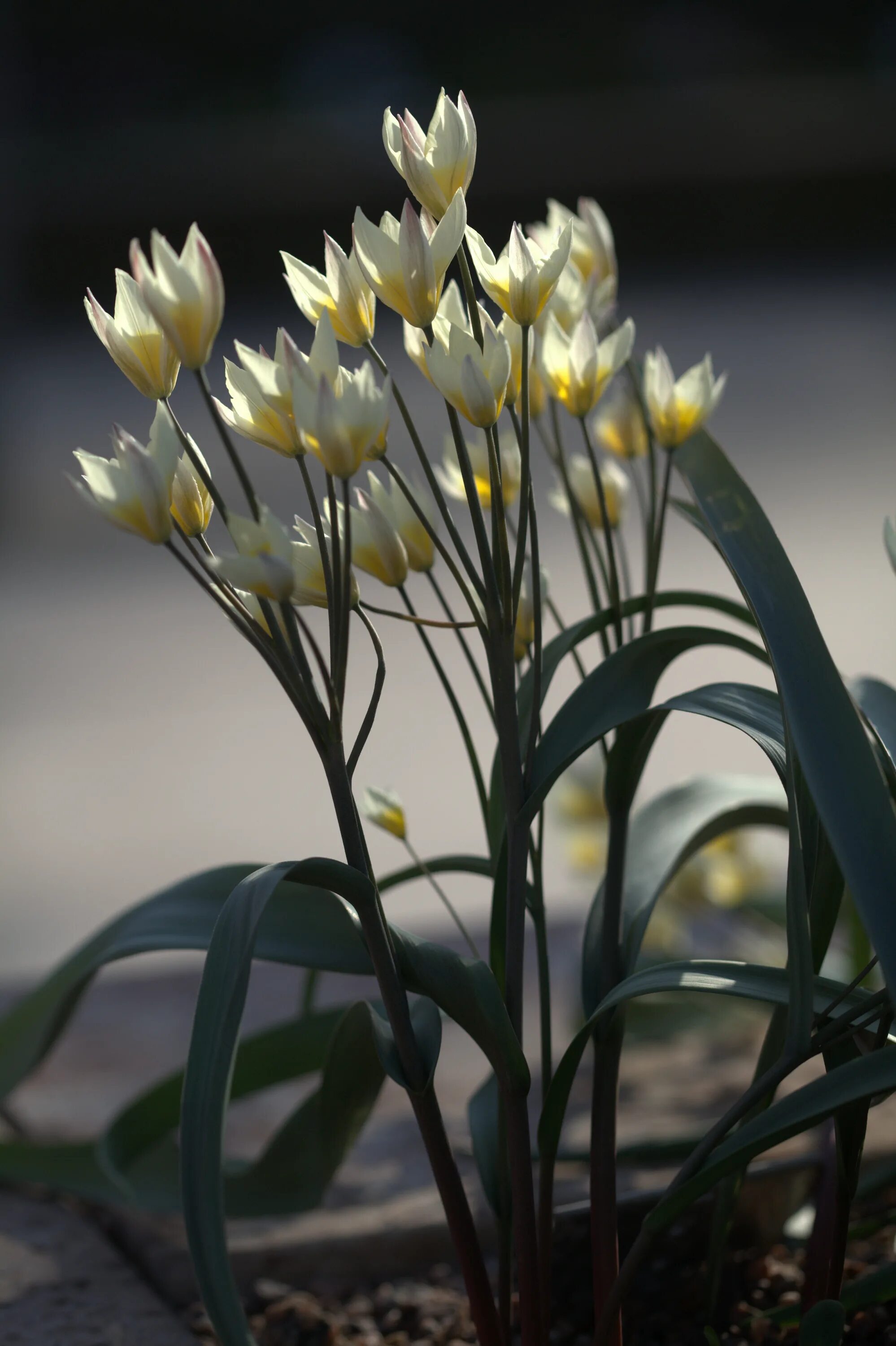 Тюльпан двуцветковый. Tulipa bifloriformis. Тюльпан Туркестанский. Тюльпан Noordeinde.