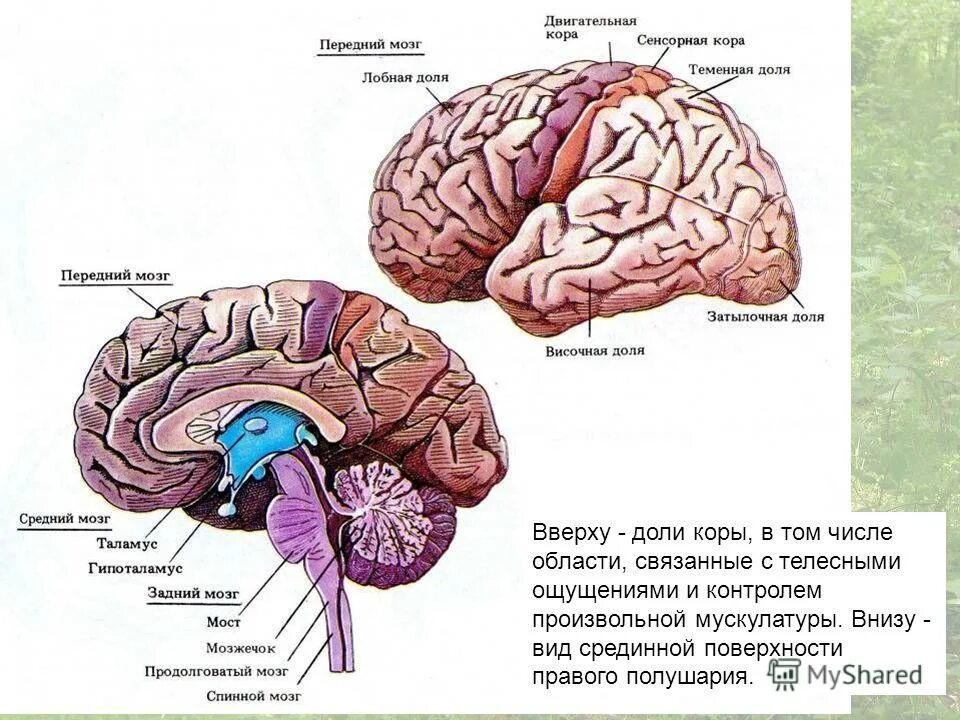 Где расположен центр произвольных движений