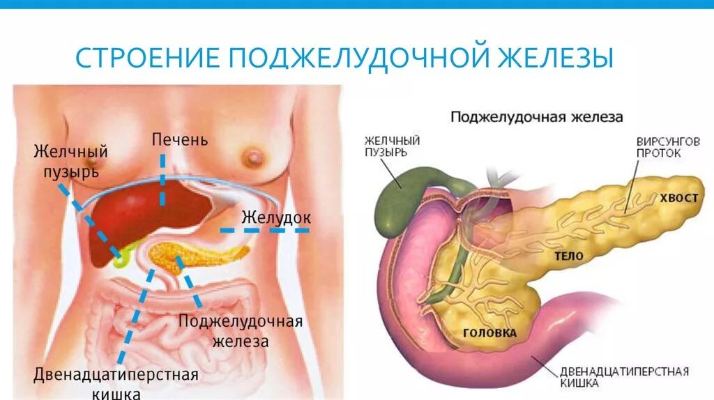 Строение человека внутренние органы поджелудочная. Анатомия поджелудочная железа расположение. Расположение поджелудочной железы у человека. Расположение поджелудочной железы в организме человека схема.