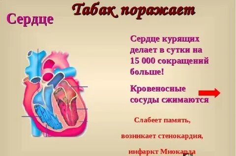 Табаков сердце