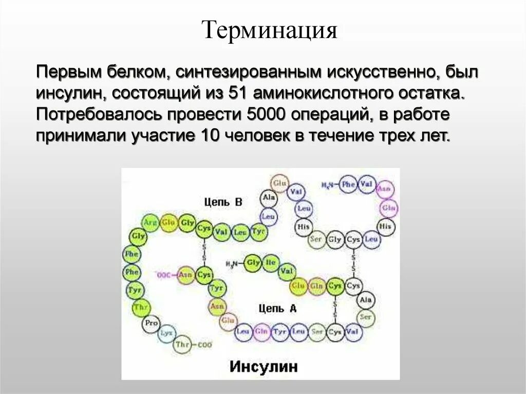 Первые белковые. Первый искусственно синтезированный белок. Передача наследственной информации от и-РНК К белку. Инсулин последовательность аминокислот. Передача наследственной информации от ДНК К ИРНК.