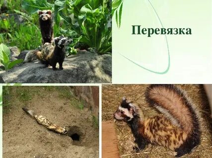 Перевязка занесена в красную книгу или нет