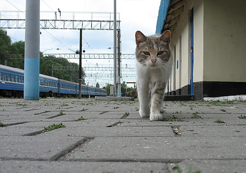 Кот железная дорога. Кошка на вокзале. Кот на перроне. Котик на вокзале. Кот ждет поезд.