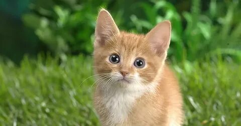 Котик мягенький