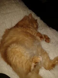 Кот не принимает нового кота