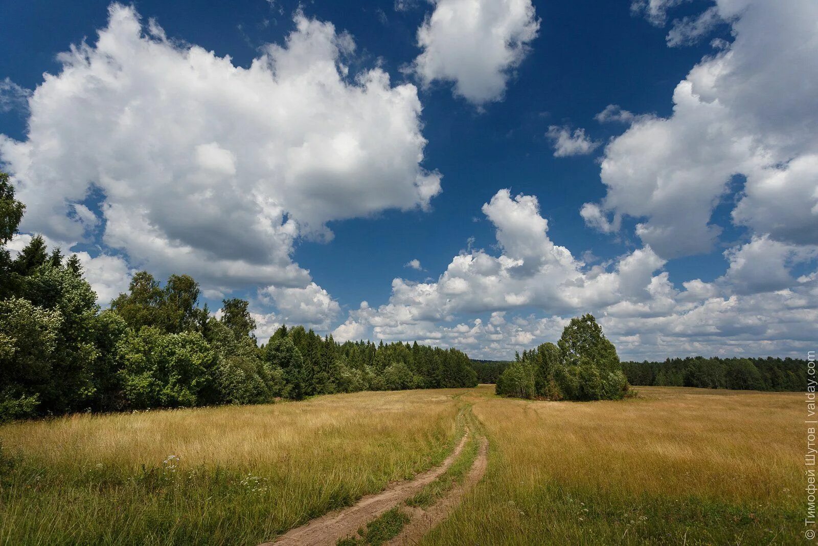 Поля новгородская область. Пейзаж. Поле лес. Дорога в поле.