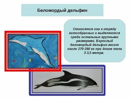 Почему дельфины в красной книге