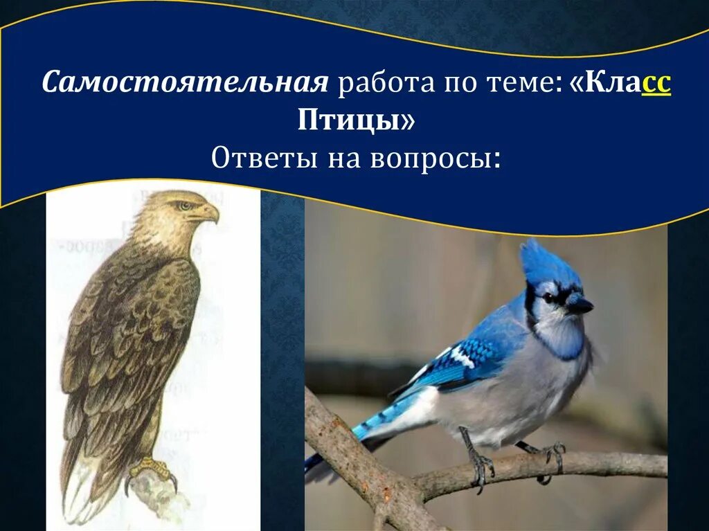 Тест по теме класс птицы ответы. Класс птицы. Класс птицы презентация. Класс птицы ответы. Многообразие птиц вывод.