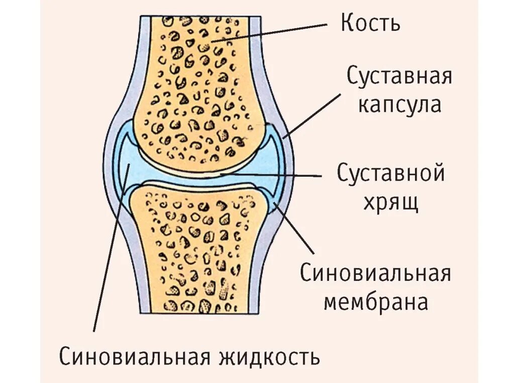 Какие есть суставы. Строение сустава суставной хрящ. Строение сустава человека анатомия. Строение сустава человека рисунок. Принципиальное строение сустава схема.