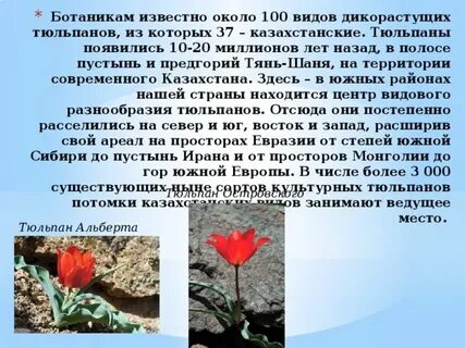 Почему тюльпаны в красной книге