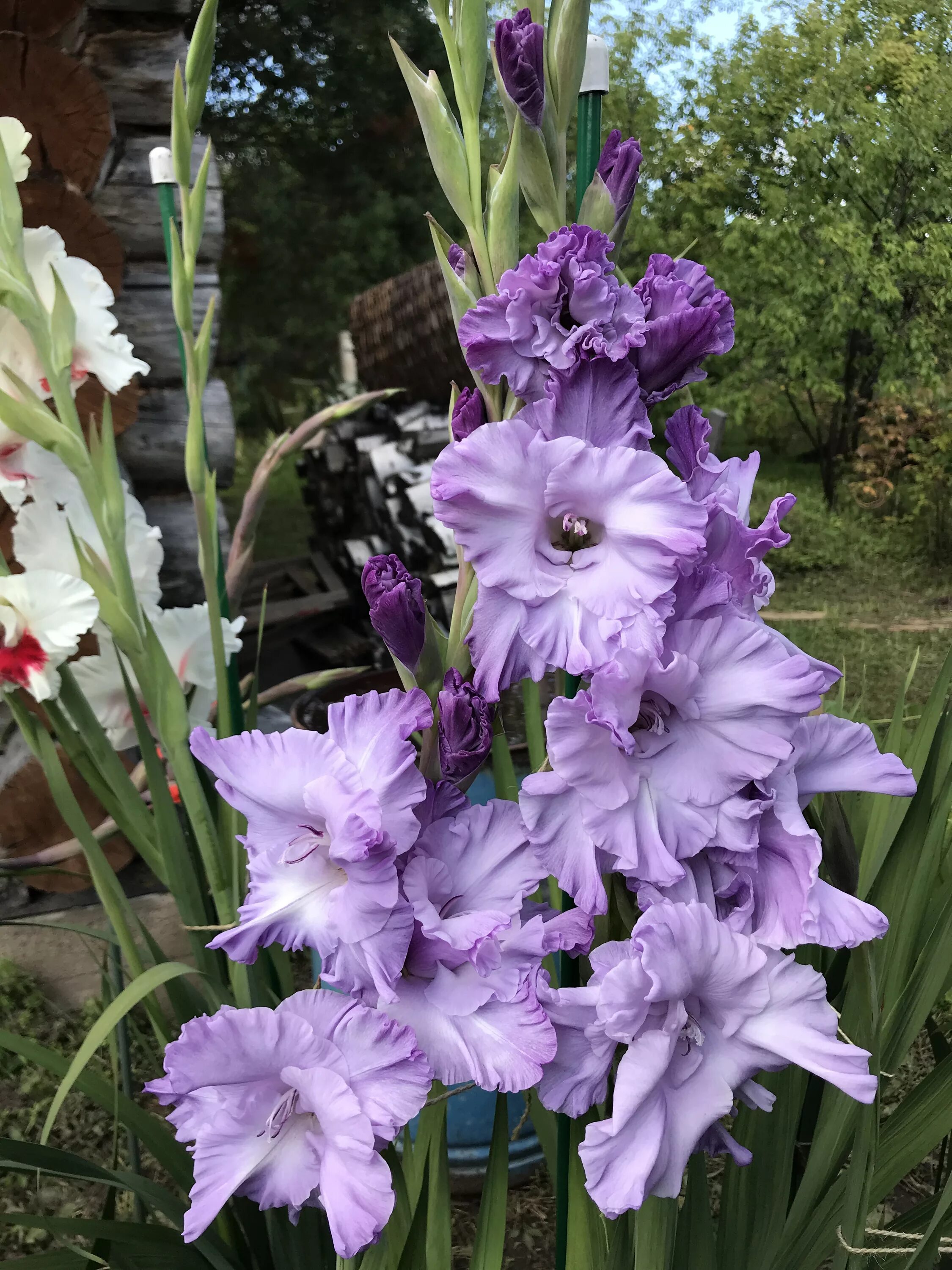 гладиолус халиси. гладиолус голубой топаз. гладиолус голубой топаз, 584, ср, колганов. гладиолус сорт голубой топаз. гладиолус сорт голубой топаз.