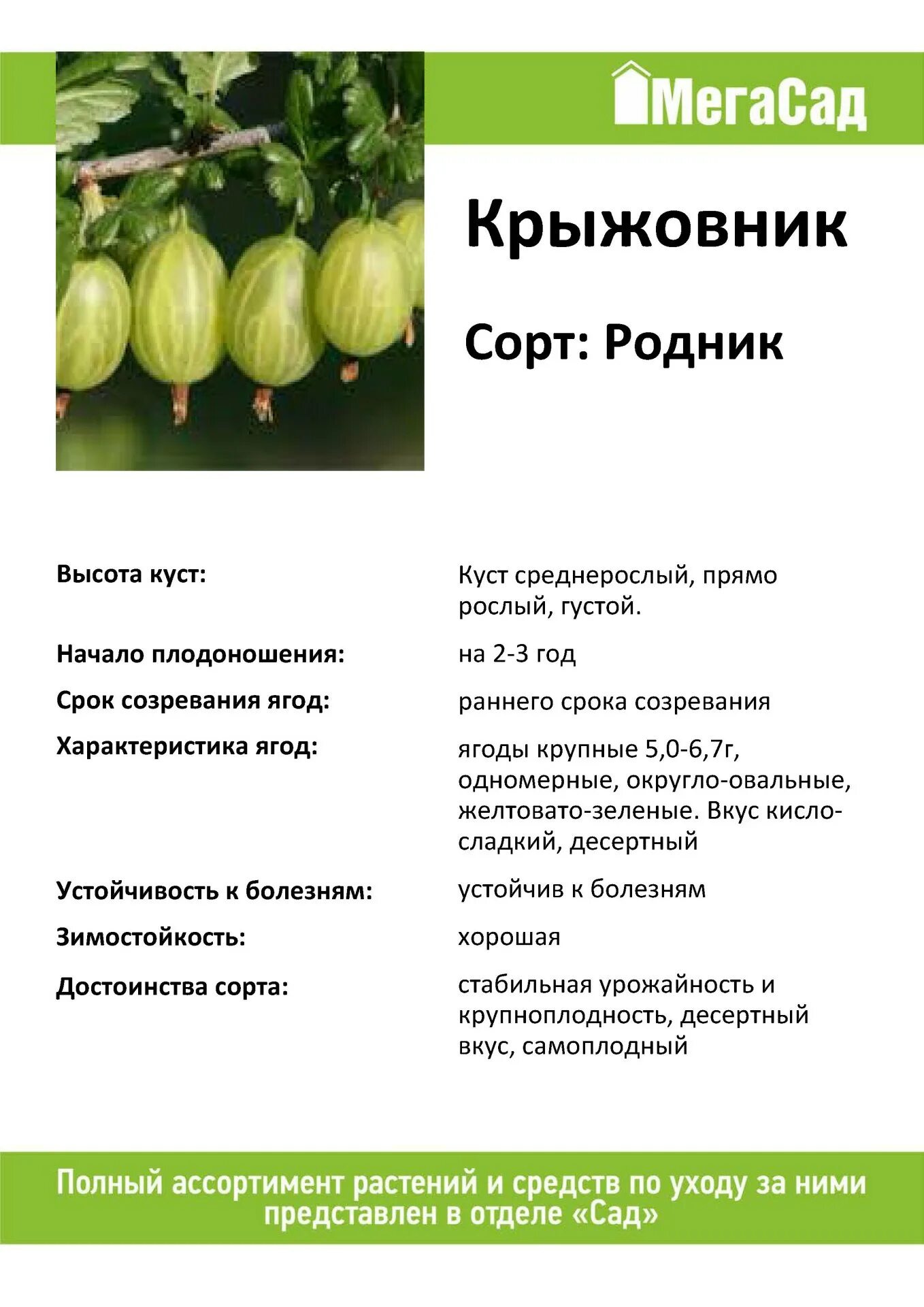 Крыжовник родник. Крыжовник сорт Родник. Крыжовник Родник описание. Крыжовник Родник отзывы. Саженцы крыжовник Родник.