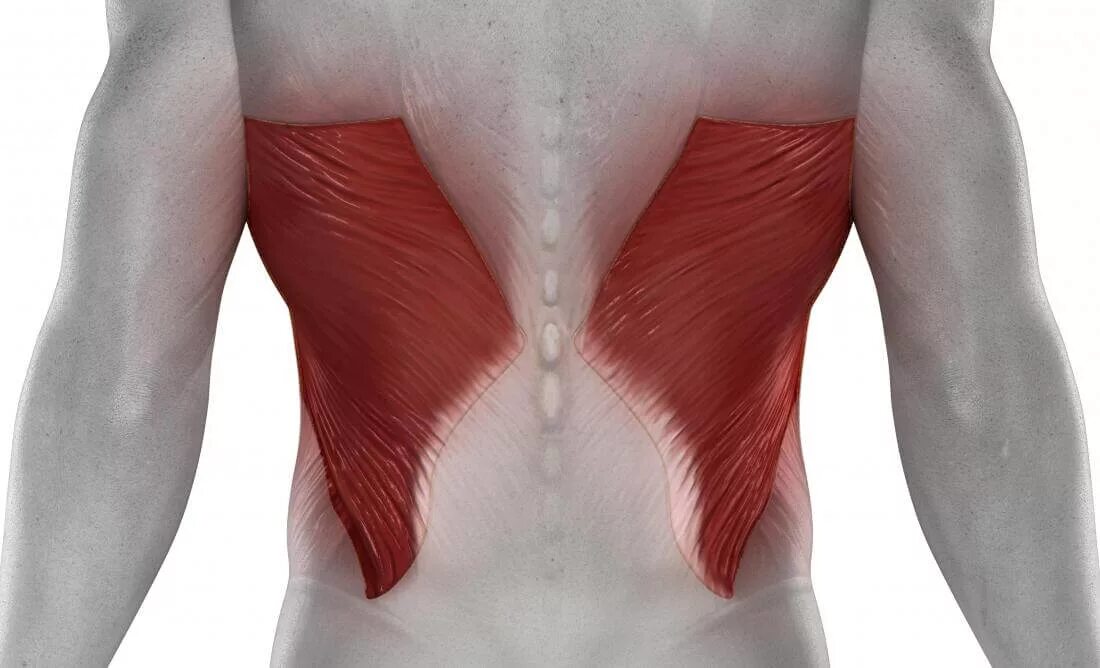 Latissimus Dorsi. Latissimus Dorsi мышца. Широкая мышца. Широкая мышца спины.