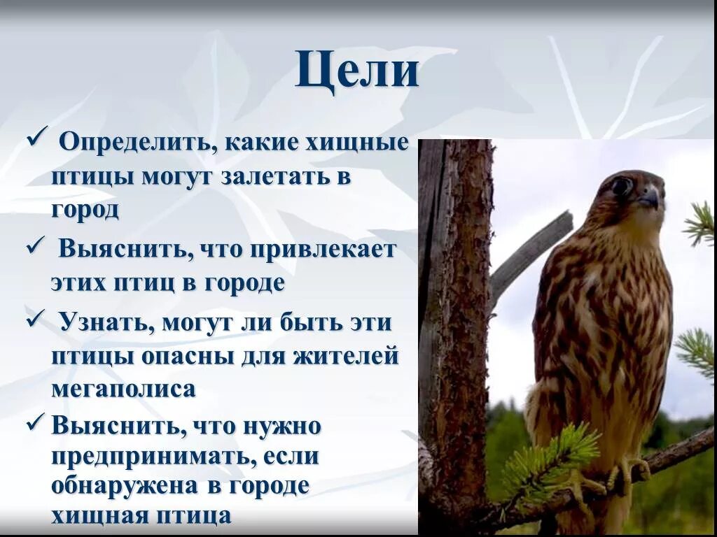 Какую хищную птицу можно