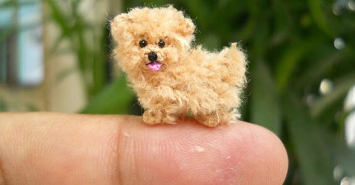 Самая маленькая порода. Самая маленькая собачка. Миниатюрные собачки. Сама маленькая собака в мире. Самая маленькая порода собак.