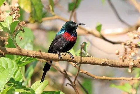 Sunbird comparison