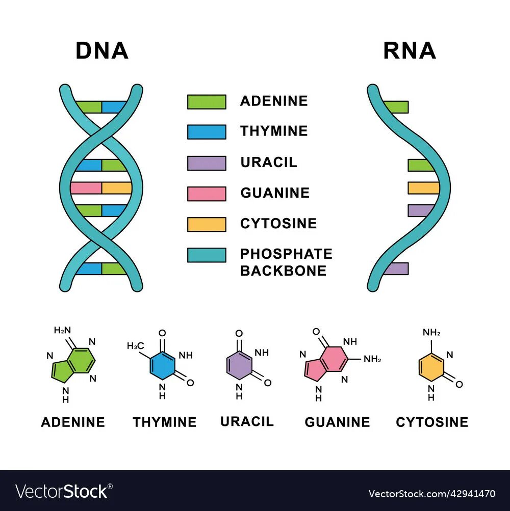 Аденин гуанин цитозин Тимин урацил. РНК аденин урацил гуанин. Тимин гуанин цитозин Тимин РНК И ДНК. ДНК И РНК аденин Тимин гуанин цитозин урацил.