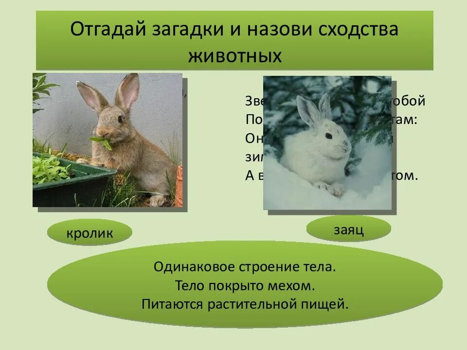 Назовите сходства. Чем покрыто тело зайца. Настителтная птза зайцем. Питание кролика окружающий мир сообщения. Строение зайца на кого похоже.