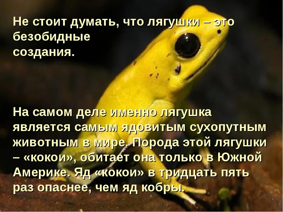 Интересные факты о лягушках. Факты о лягушках. интересные сведения о лягушках. интересное сообщение о лягушках. удивительные факты о лягушках.