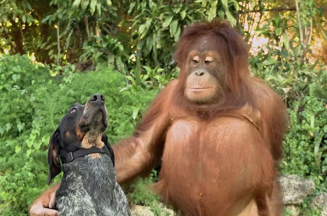 Самые животные видео. Смешные видеоролики про животных. Самые животные видео. Шимпанзе бонобо. Самые животные видео.