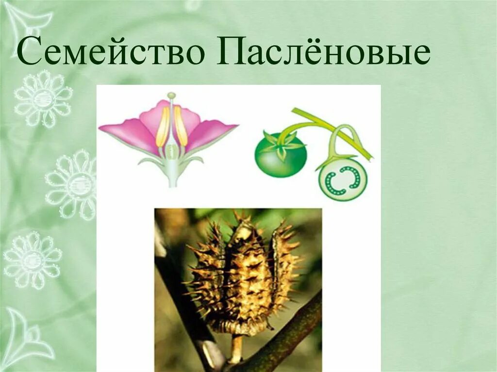 Растения семейства пасленовых ответ. Двудольные семейство Паслёновые. Двудольные растения Пасленовые. Семейства покрытосеменных Пасленовые. Класс двудольные Пасленовые.