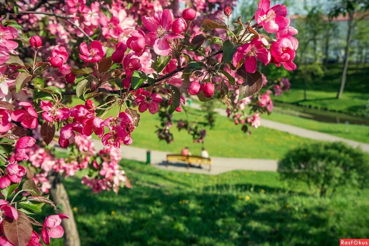 Минск весной. Белоруссия минск. Весенний гродно. Гродно белоруссия. Гродно весной.