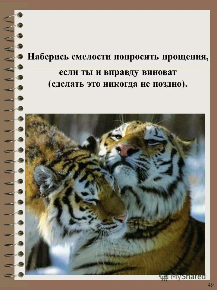 Прощение просит не тот. Никогда не поздно просить прощения. тигр просит прощения. тигрица просит прощения. тигр извиняется.