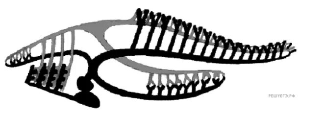 Https bio 5. Мозг животного в процессе эволюции сформировался. Легкие изображенные на рисунке если в процессе эволюции. Нефротом рисунок. Щильта картинка.