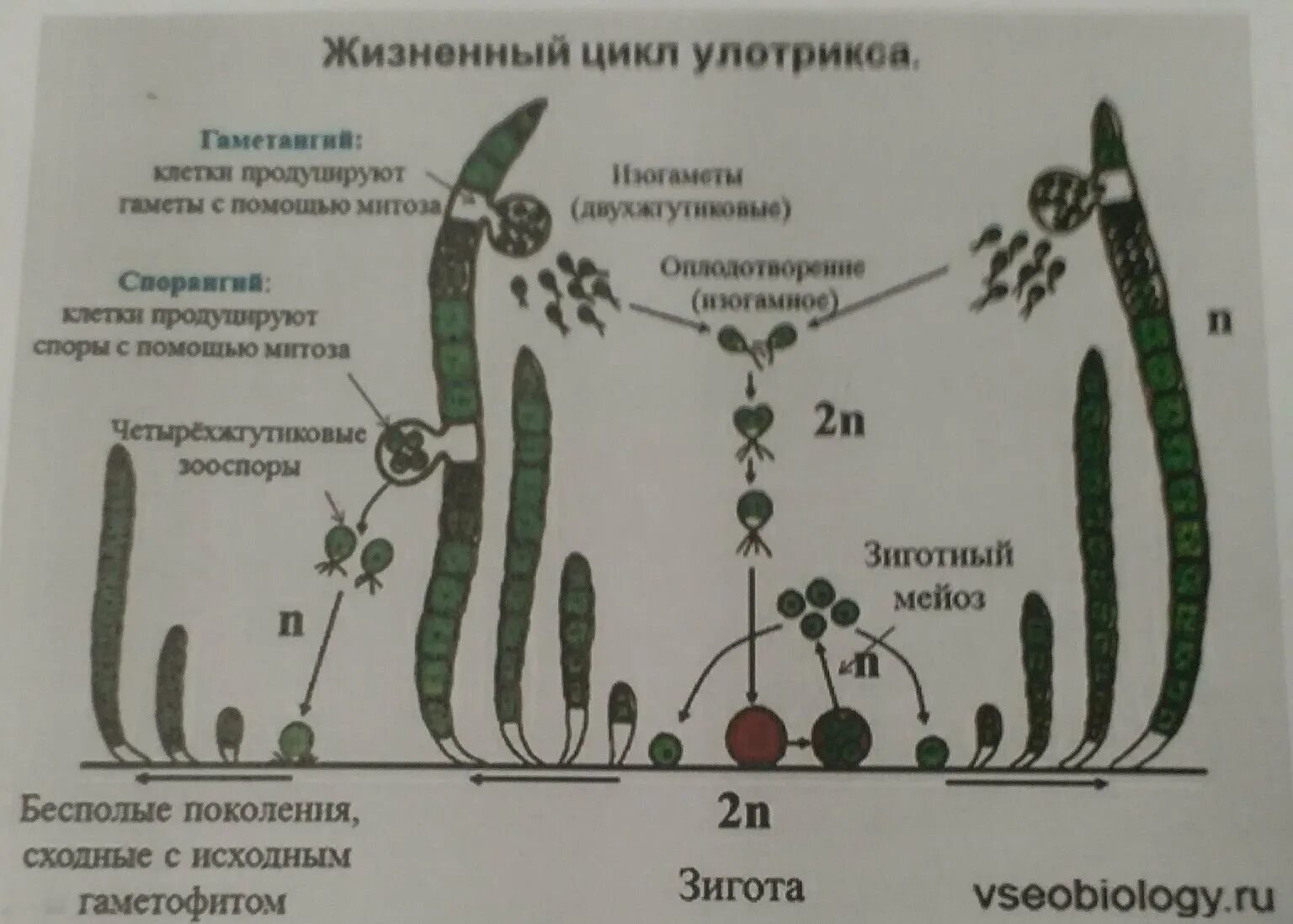 Гаметофит улотрикса. Схема размножения улотрикса. жизненный цикл улотрикса схема. улотрикс цикл развития. размножение водоросли улотрикса.