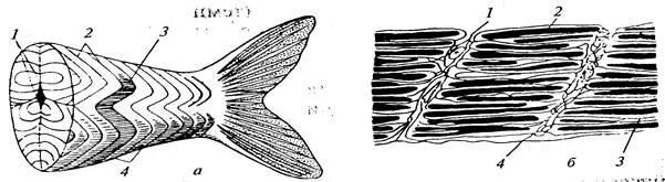 Мышцы рыбы. Внутреннее строение костистой рыбы. Гидростатический орган рыбы это. Мускулатура костных рыб. Медленные мышцы у рыб.