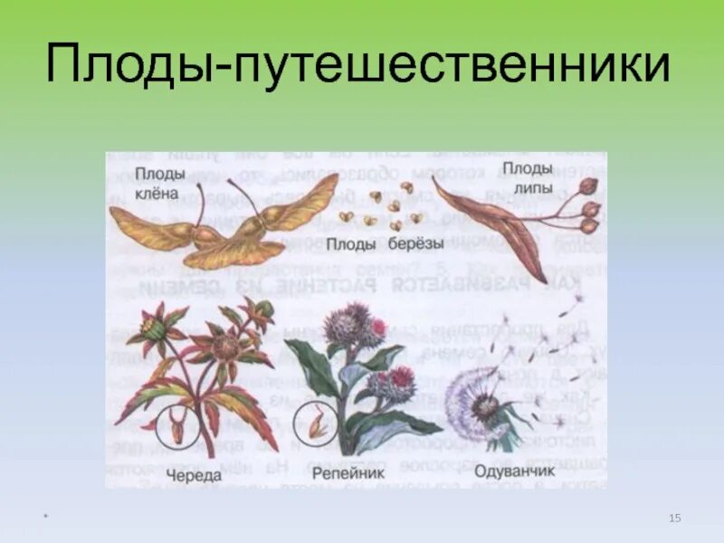 Тест по теме размножение и развитие растений