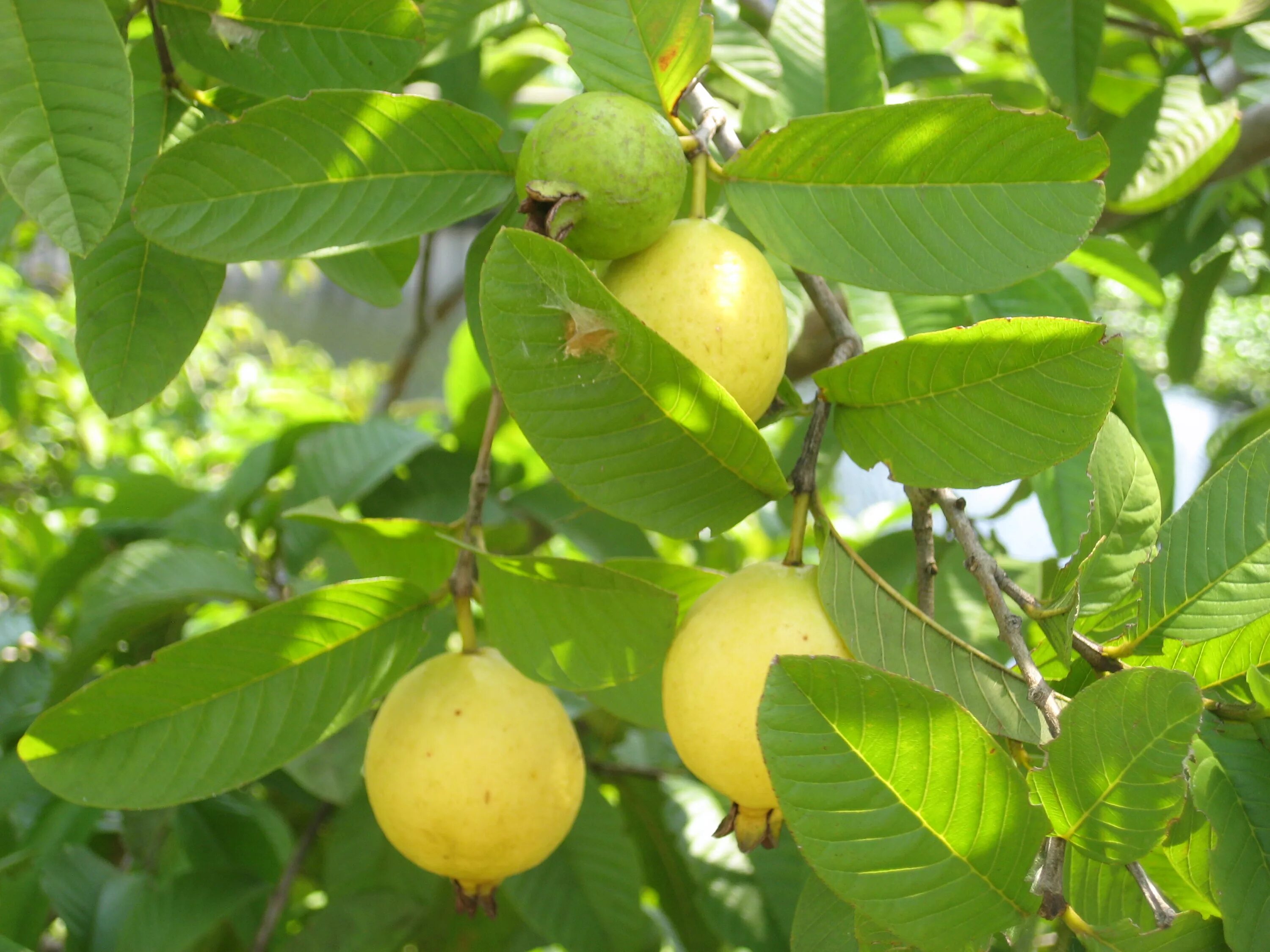 Гуава что это. Псидиум гуава. Psidium guajava (гуава, псидиум). Гуайава, гуава (Psidium guajava) дерево. Гуайава Тропикана.