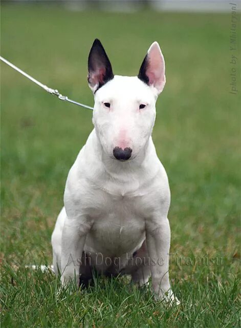 бультерьер стандарт. питомник миниатюрных бультерьеров. бультерьер. минибуль и бультерьер. мини бультерьер триколор.